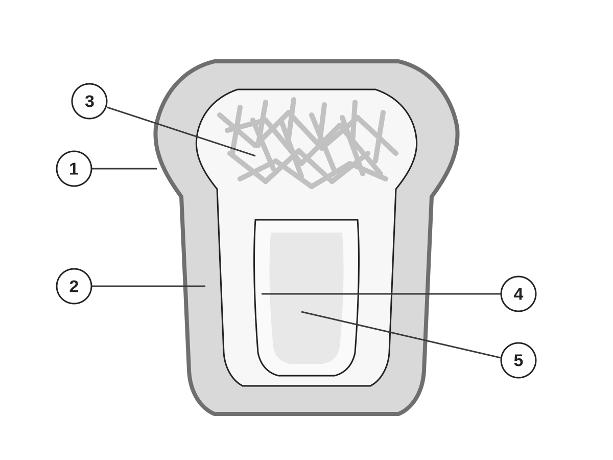 Schéma simplifié d’une portion d’os long montrant le périoste à l’extérieur, l’os cortical dense en périphérie, l’os trabéculaire en réseau plus interne et l’espace médullaire contenant de la moelle osseuse.